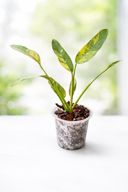 ROOTLABS Aroid Mix – Professional Structural Substrate (10L)